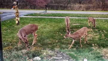 deer